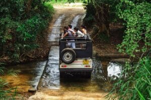 Chơi gì Safari? Cẩm nang khám phá vườn thú bán hoang dã từ A đến Z - du lịch phú quốc