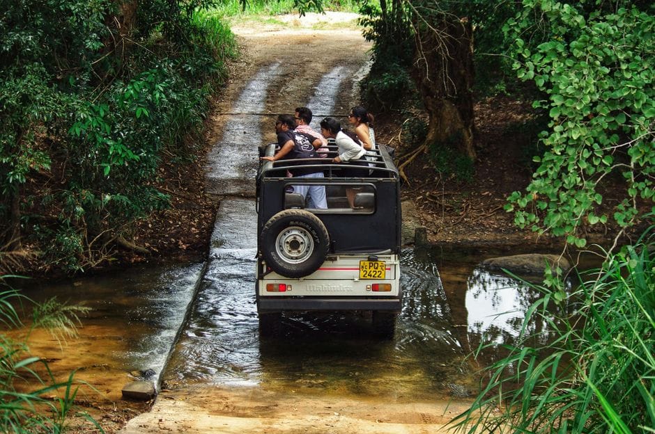 Chơi gì Safari? Cẩm nang khám phá vườn thú bán hoang dã từ A đến Z